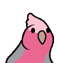 Galah Cockatoo